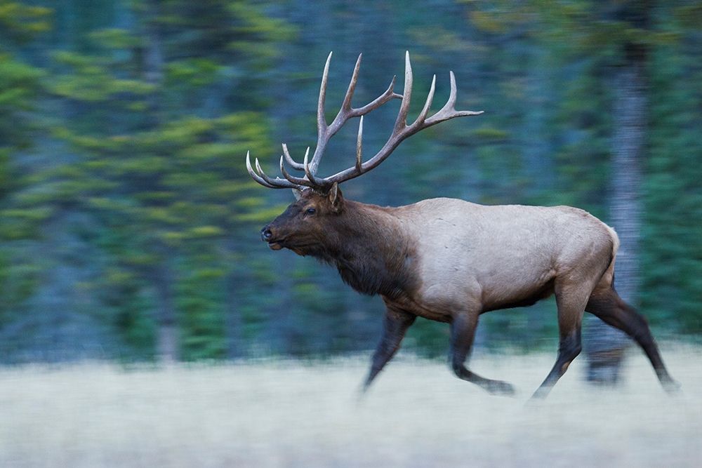 Bull Elk on the move